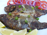 tilapia - new update